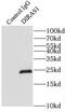 DIRAS Family GTPase 1 antibody, FNab02392, FineTest, Immunoprecipitation image 