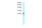 Regulator Of G Protein Signaling 20 antibody, PA5-40821, Invitrogen Antibodies, Western Blot image 