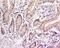 MutY DNA Glycosylase antibody, orb216162, Biorbyt, Immunohistochemistry paraffin image 