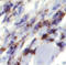 Heat Shock Protein Family A (Hsp70) Member 9 antibody, MAB35841, R&D Systems, Immunohistochemistry frozen image 