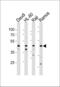 Leukocyte Immunoglobulin Like Receptor A3 antibody, PA5-35254, Invitrogen Antibodies, Western Blot image 