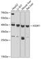 Asialoglycoprotein Receptor 1 antibody, GTX64440, GeneTex, Western Blot image 