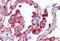 Alkaline Phosphatase, Biomineralization Associated antibody, MBS245455, MyBioSource, Immunohistochemistry frozen image 