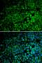 Tripartite Motif Containing 13 antibody, LS-C346104, Lifespan Biosciences, Immunofluorescence image 
