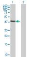 Translin Associated Factor X Interacting Protein 1 antibody, H00055815-B01P, Novus Biologicals, Western Blot image 