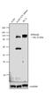 EPH Receptor A2 antibody, 37-4400, Invitrogen Antibodies, Western Blot image 