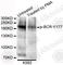 BCR Activator Of RhoGEF And GTPase antibody, AP0606, ABclonal Technology, Western Blot image 