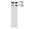 Glutamate Ionotropic Receptor NMDA Type Subunit 2B antibody, orb18056, Biorbyt, Western Blot image 