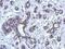 BRCA1 DNA Repair Associated antibody, NBP1-41186, Novus Biologicals, Immunohistochemistry paraffin image 