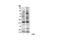 ATM Substrate motif [LQ] phosphate antibody, 2851S, Cell Signaling Technology, Western Blot image 