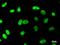 Matrin 3 antibody, LS-C342519, Lifespan Biosciences, Immunofluorescence image 