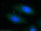 Lanosterol Synthase antibody, 13715-1-AP, Proteintech Group, Immunofluorescence image 