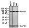 Forkhead Box O1 antibody, MA5-17078, Invitrogen Antibodies, Western Blot image 