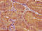 Casein Kinase 1 Epsilon antibody, LS-C211140, Lifespan Biosciences, Immunohistochemistry paraffin image 