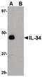 Interleukin-34 antibody, PA5-20585, Invitrogen Antibodies, Western Blot image 