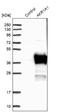 Aldo-Keto Reductase Family 1 Member A1 antibody, NBP1-89121, Novus Biologicals, Western Blot image 