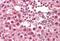 Cullin 1 antibody, MBS247945, MyBioSource, Immunohistochemistry paraffin image 