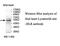 Immunoglobulin Superfamily Containing Leucine Rich Repeat antibody, MBS416479, MyBioSource, Western Blot image 