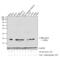 Cofilin 1 antibody, 44-1072G, Invitrogen Antibodies, Western Blot image 