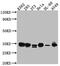 Cyclin Dependent Kinase 2 antibody, CSB-RA961467A0HU, Cusabio, Western Blot image 