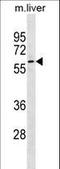 G Protein Nucleolar 3 antibody, LS-C157913, Lifespan Biosciences, Western Blot image 