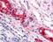 Corticotropin Releasing Hormone Receptor 1 antibody, 48-294, ProSci, Immunohistochemistry paraffin image 