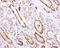 RNA Transcription, Translation And Transport Factor antibody, LS-C796920, Lifespan Biosciences, Immunohistochemistry paraffin image 