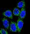 MutY DNA Glycosylase antibody, GTX03360, GeneTex, Immunofluorescence image 