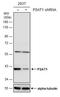 PSA antibody, NBP2-19973, Novus Biologicals, Western Blot image 