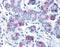Wnt Family Member 8A antibody, NB100-90595, Novus Biologicals, Immunohistochemistry frozen image 