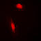 COP9 Signalosome Subunit 3 antibody, LS-C353067, Lifespan Biosciences, Immunofluorescence image 