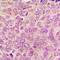 Protein Kinase C Alpha antibody, LS-C368480, Lifespan Biosciences, Immunohistochemistry frozen image 