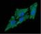 Complement C1q Binding Protein antibody, NBP2-42691, Novus Biologicals, Immunofluorescence image 