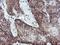 RFXK antibody, NBP2-01756, Novus Biologicals, Immunohistochemistry frozen image 