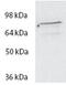 Spartin antibody, TA311430, Origene, Western Blot image 