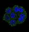 Transmembrane Serine Protease 3 antibody, abx033077, Abbexa, Immunofluorescence image 