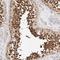 Afadin, Adherens Junction Formation Factor antibody, NBP1-90221, Novus Biologicals, Immunohistochemistry frozen image 