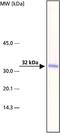 Septin-4 antibody, GTX10440, GeneTex, Western Blot image 