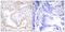 Lamin A/C antibody, GTX86918, GeneTex, Immunohistochemistry paraffin image 