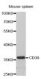 CD38 Molecule antibody, abx001411, Abbexa, Western Blot image 