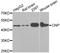 2',3'-Cyclic Nucleotide 3' Phosphodiesterase antibody, LS-B12890, Lifespan Biosciences, Western Blot image 