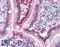 Fatty Acid Binding Protein 2 antibody, LS-B4125, Lifespan Biosciences, Immunohistochemistry frozen image 