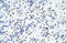 Forkhead Box P4 antibody, orb330082, Biorbyt, Immunohistochemistry paraffin image 