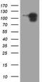 Cadherin 1 antibody, LS-C175432, Lifespan Biosciences, Western Blot image 