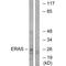 ES Cell Expressed Ras antibody, A08862, Boster Biological Technology, Western Blot image 