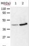 Annexin A2 antibody, LS-C403723, Lifespan Biosciences, Western Blot image 