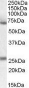 Serpin Family F Member 2 antibody, NB100-96916, Novus Biologicals, Western Blot image 