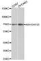 Rho GTPase-activating protein 25 antibody, STJ22673, St John