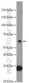 BTB Domain Containing 6 antibody, 13776-1-AP, Proteintech Group, Western Blot image 