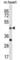 Actin Like 7B antibody, abx030493, Abbexa, Western Blot image 